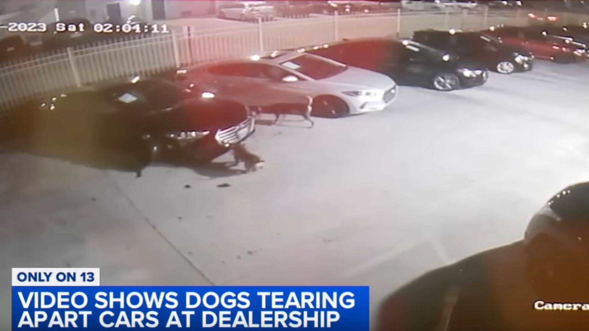 Dogs Keep Destroying Dealership’s Cars 3