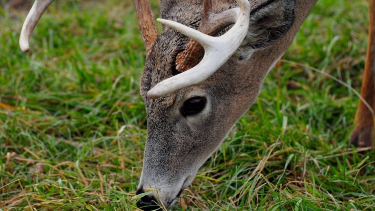 Florida Man Mows Down Deer For TikTok Fame