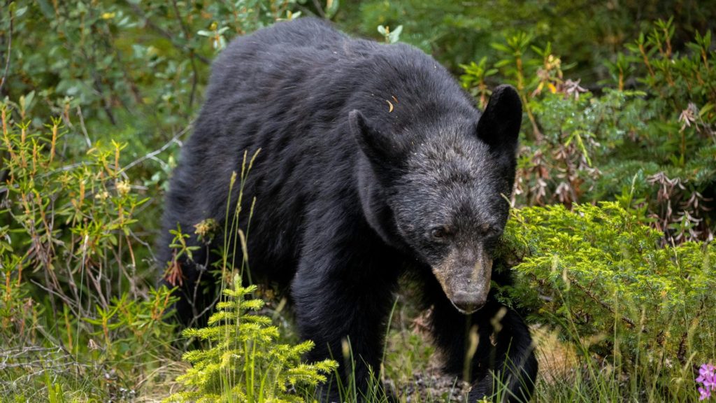 Bear Raids Car Crash, Drags Body Into The Woods - Backfire News