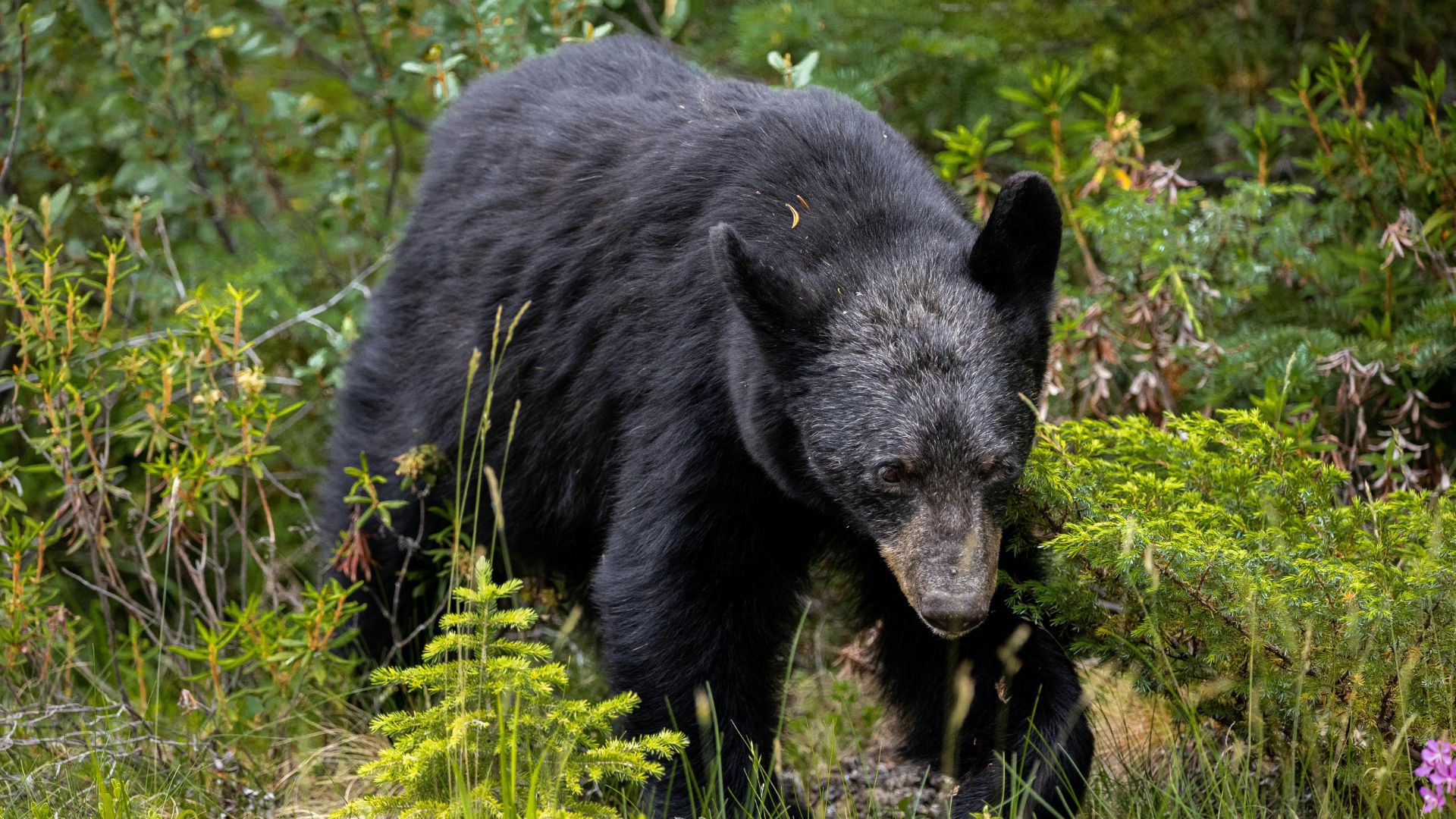 Bear Raids Car Crash, Drags Body Into The Woods