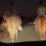 Horseback Road Rage Shooting Is So Very Texas