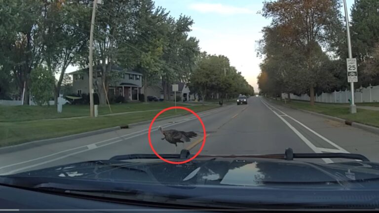 Watch A Wild Turkey Attack A Trooper