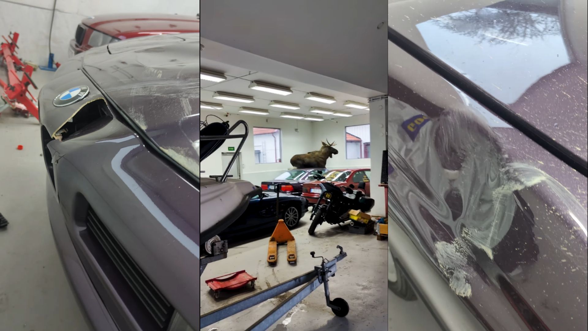 Moose Has A Bone To Pick With This BMW Repair Shop
