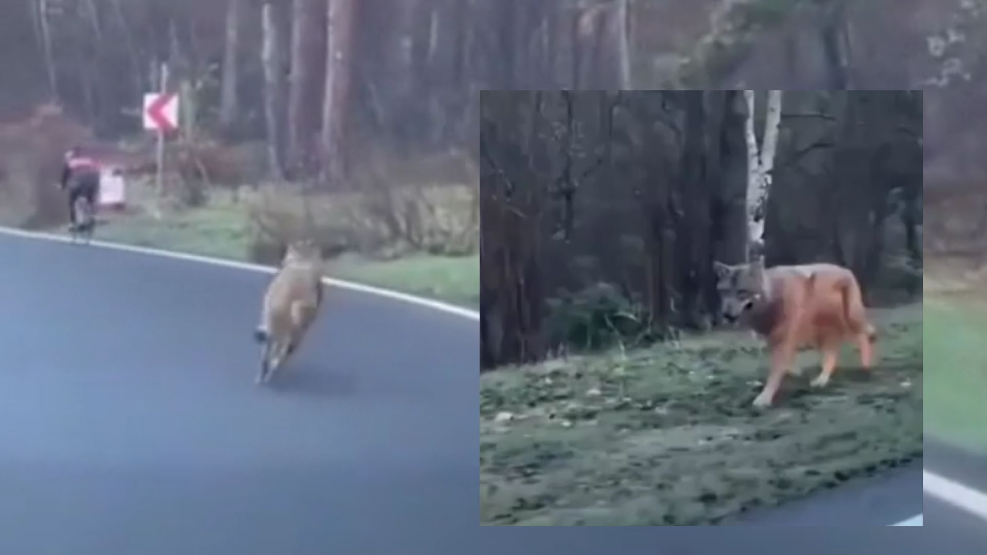 Driver In Romania Saves Cyclist From A Lone Wolf