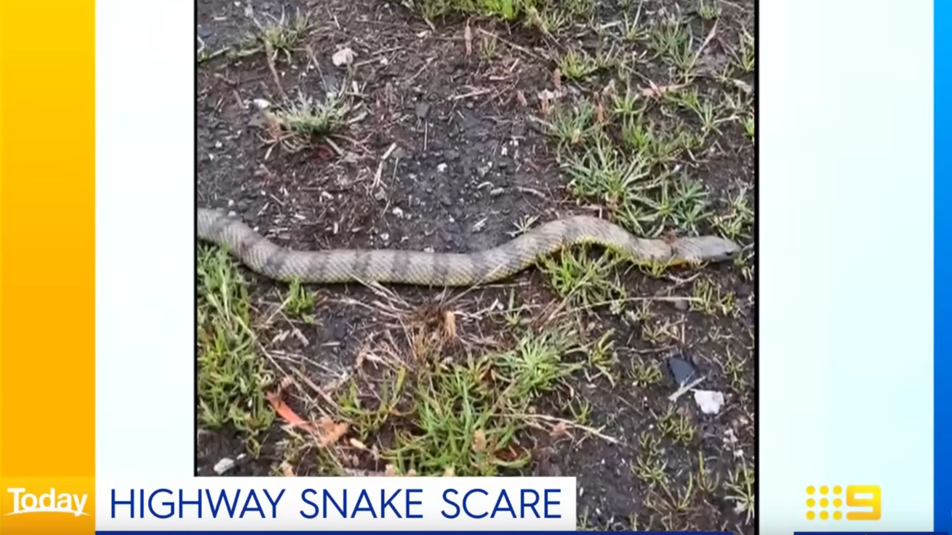 Woman Feels Deadly Snake Slither Up Her Leg While Shes Driving