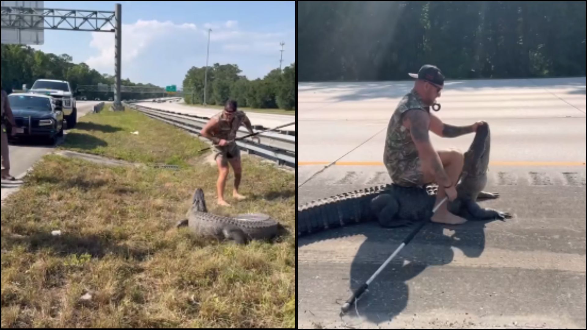 Blue Collar Brawler Rescues Huge Alligator On Florida Interstate