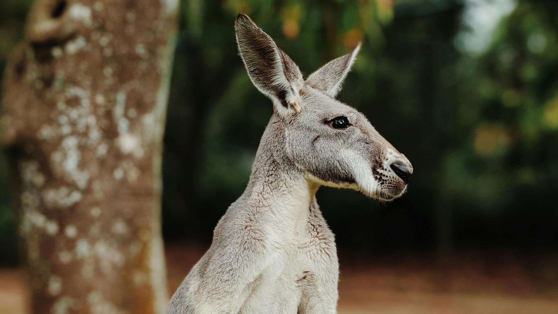 Kangaroo Causes Interstate Crash In Alabama