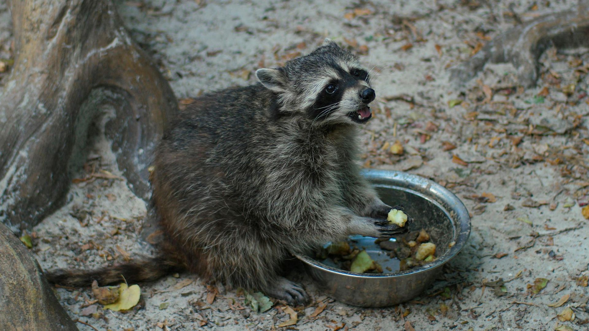 Pet Raccoon Defies Police During A Traffic Stop