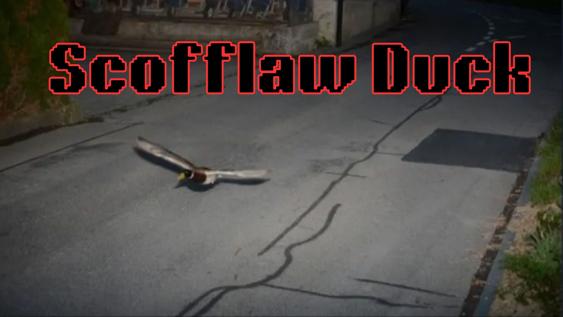 Scofflaw Duck Keeps Triggering A Speed Camera
