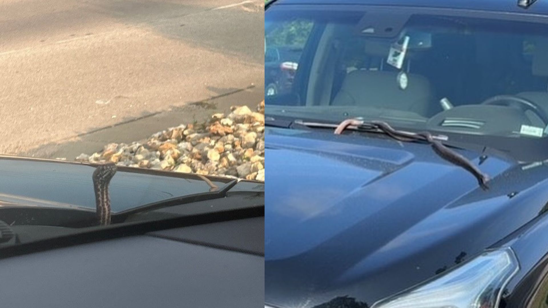 Snake Takes Over Missouri Womans Car