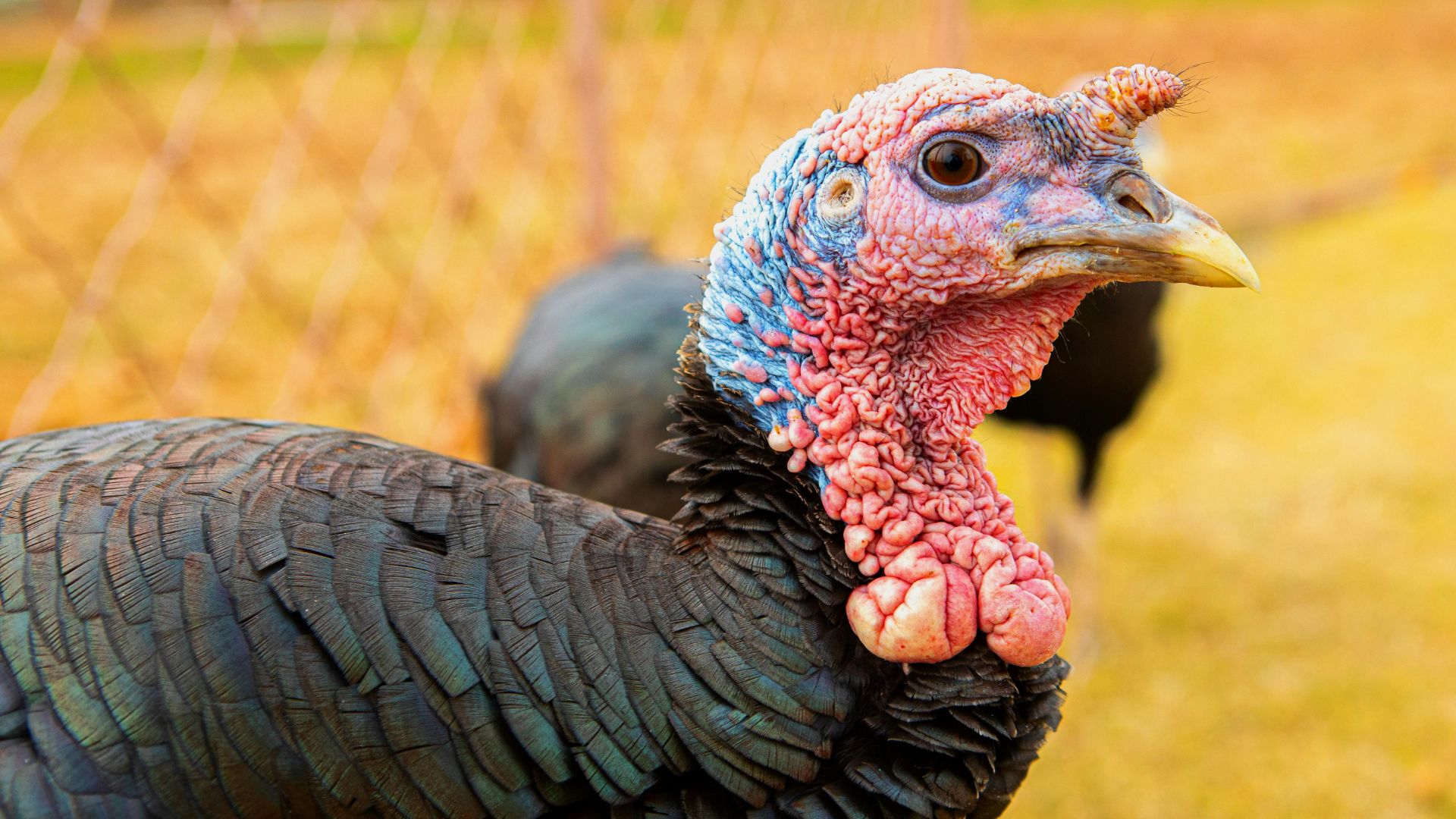 Wild Turkey Attacks Cop Who Calls It A ‘Chicken