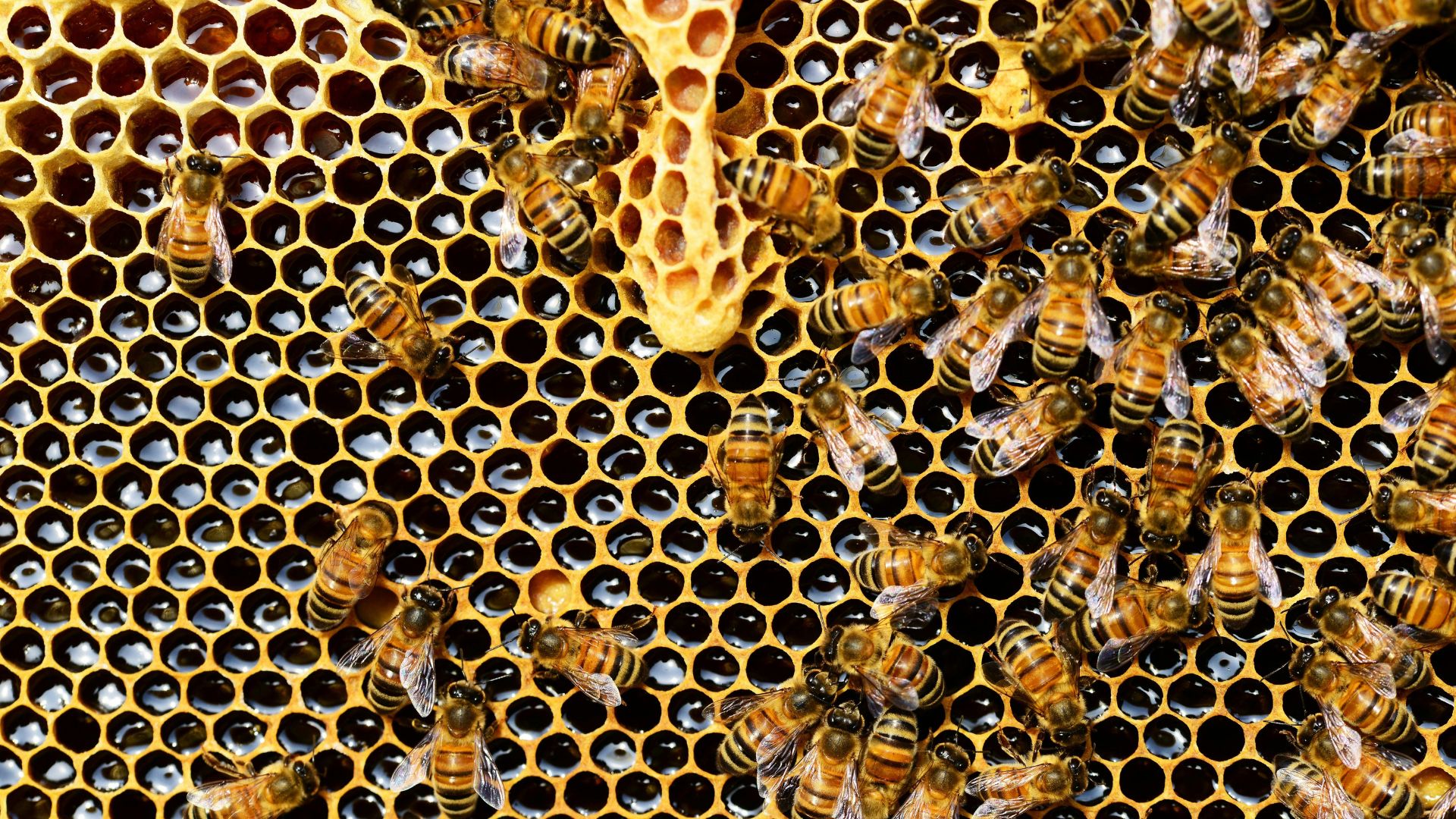 Semi Crash Releases Millions Of Angry Bees