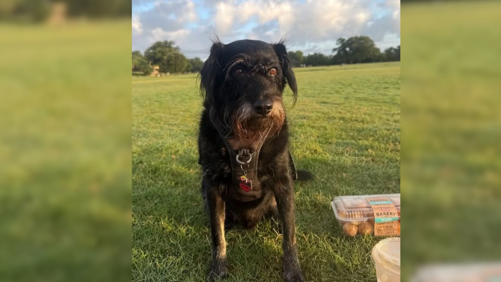 Rotten Austin Thieves Steal Food Bloggers Dog Car