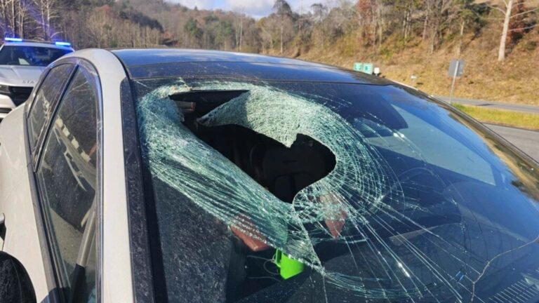 Shattered car windshield after a bald eagle dropped a cat through it