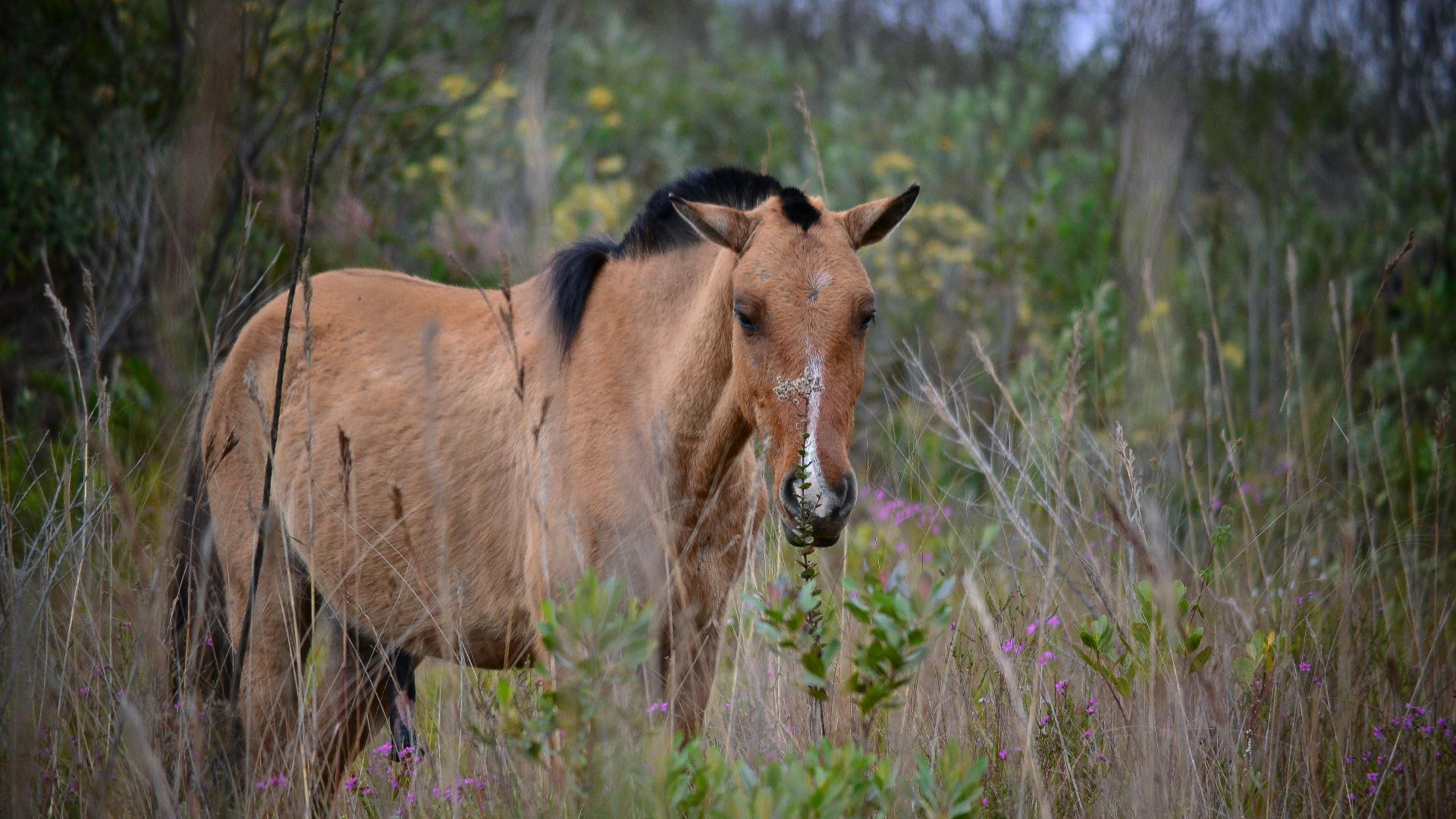horse-2685
