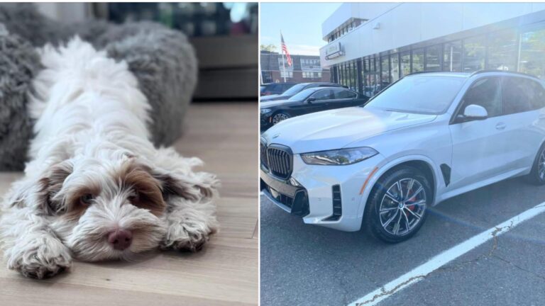 puppy-suv-2744