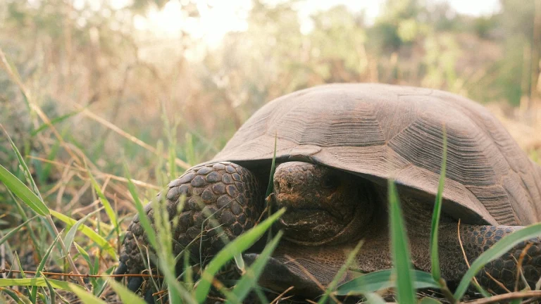 desert tortoise sheltered in grassy landscape