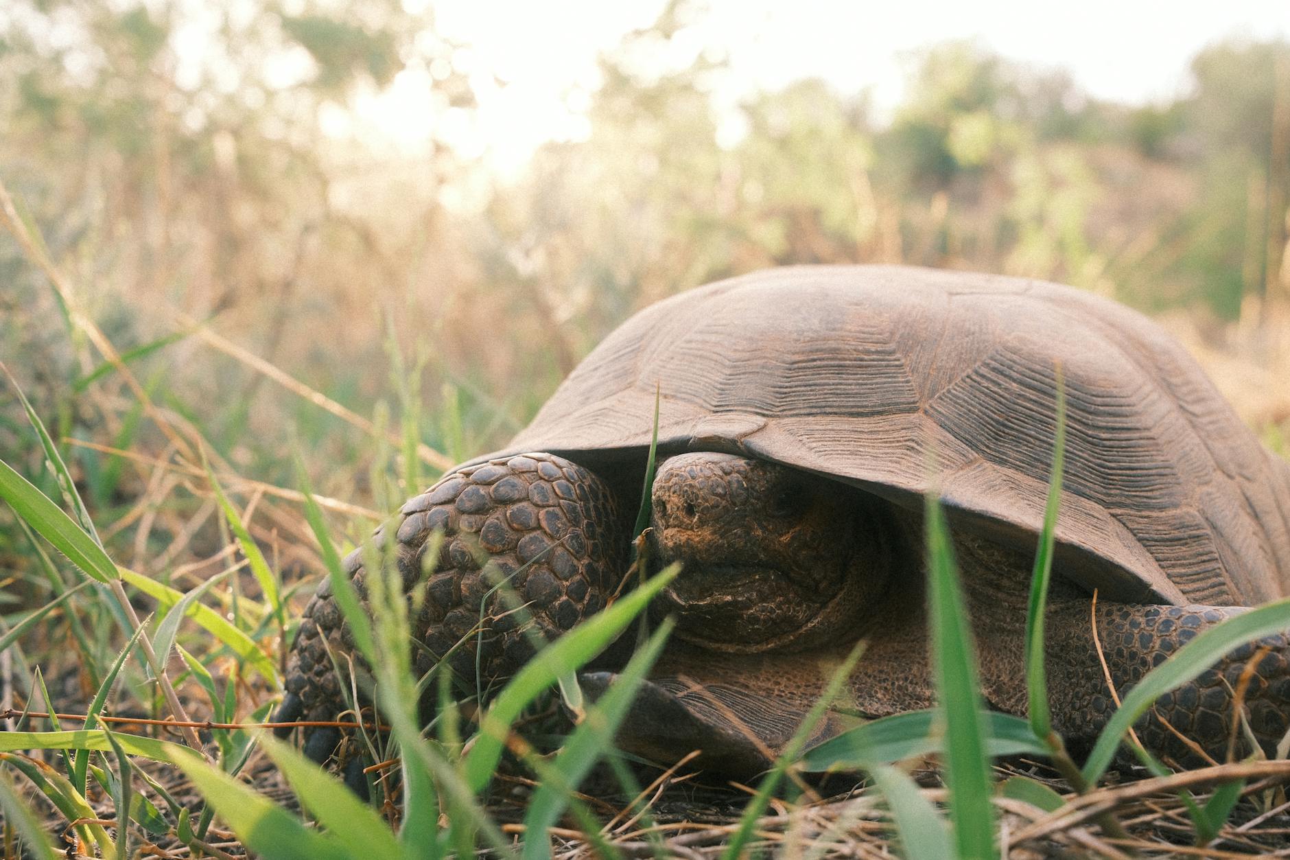 desert tortoise sheltered in grassy landscape