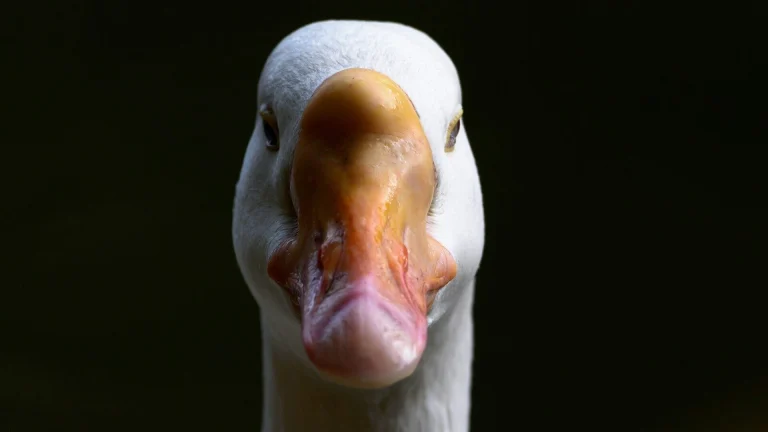 white duck with yellow beak