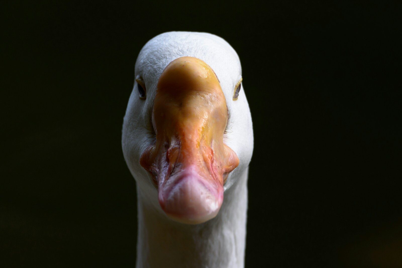 white duck with yellow beak