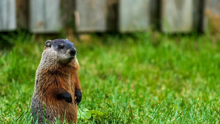 a small animal in the grass