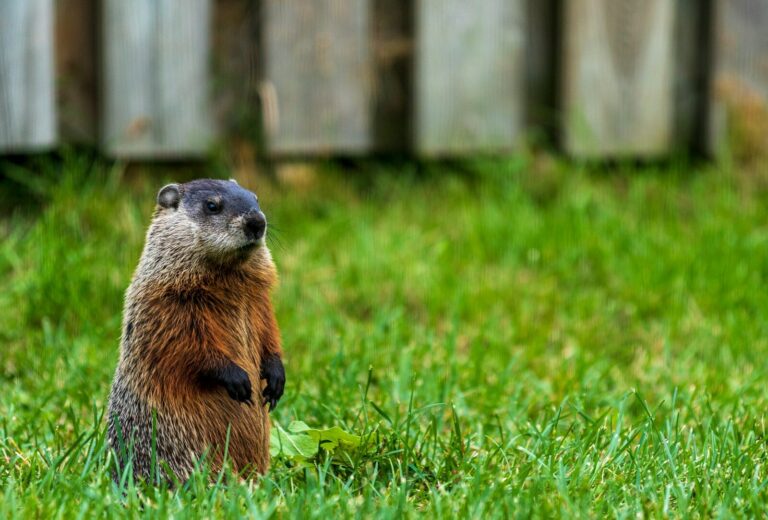 a small animal in the grass