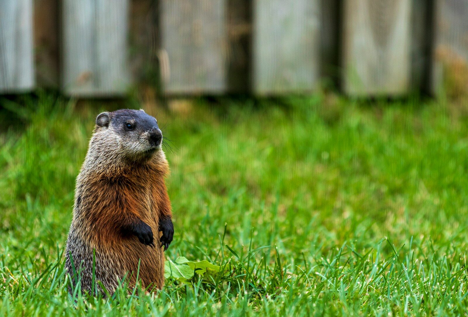 a small animal in the grass