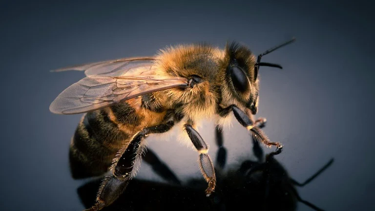 black and yellow bee in close up photography