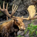 a large moose standing next to a forest filled with trees
