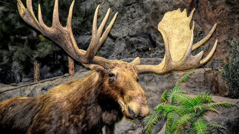 a large moose standing next to a forest filled with trees