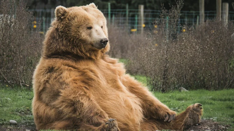 brown bear sitting on grass field