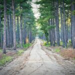 trees near road