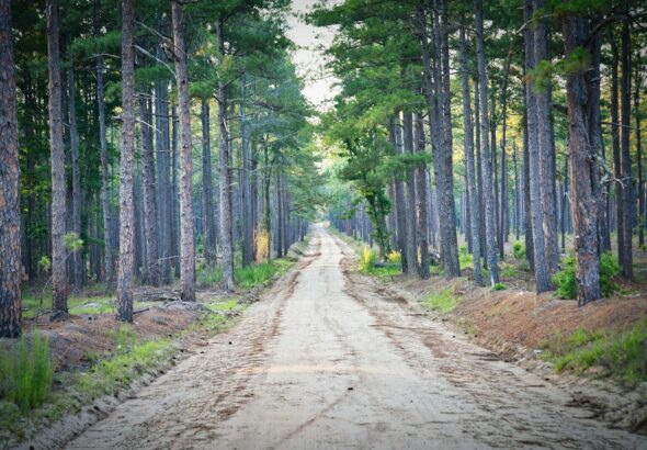 trees near road