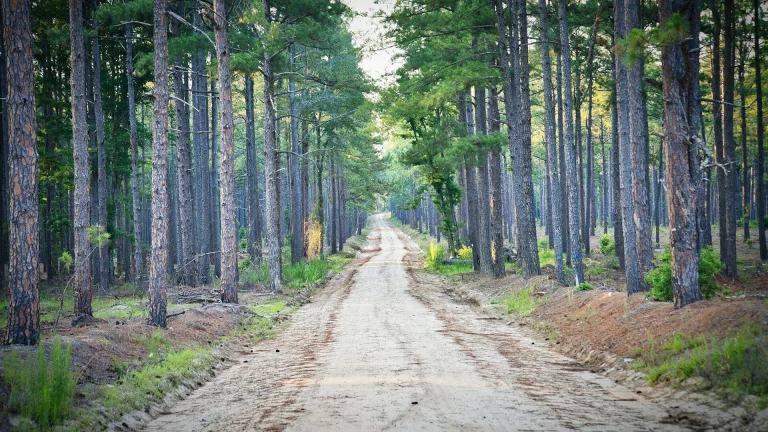 trees near road