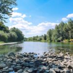 green trees beside river during daytime