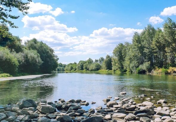 green trees beside river during daytime