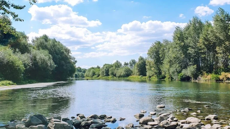 green trees beside river during daytime