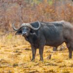 black water buffalo on brown grass field during daytime