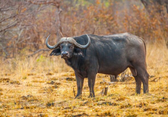 black water buffalo on brown grass field during daytime