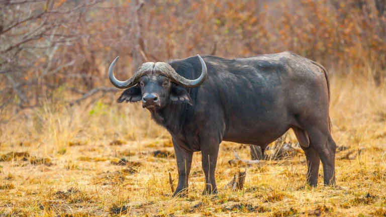 black water buffalo on brown grass field during daytime