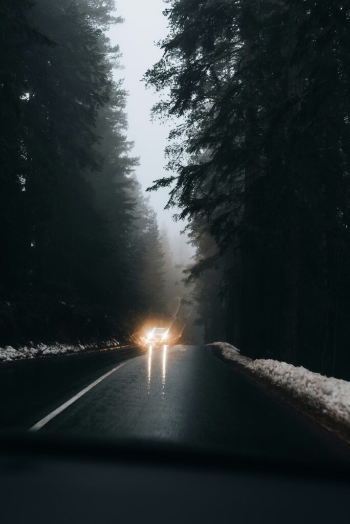 Headlights approaching on a foggy road lined with tall trees